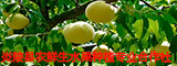 炎陵县农鲜生水果种植专业合作社
