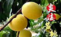 炎陵黄桃
