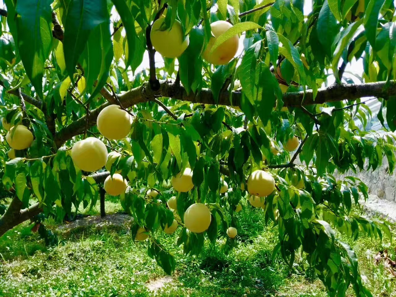 致富经分享：桃子种植管理技术